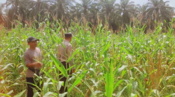 Dukung Program Asta Cita, Polsek Sabak Auh Pantau 1 Ha Jagung Pipil di Sungai Tengah