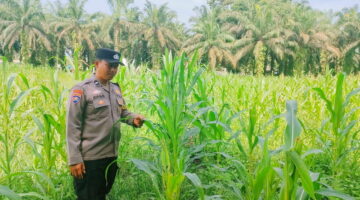 Program Ketahanan Pangan Berlanjut, Polsek KKH Cek Tanaman Jagung di Desa Simalinyang