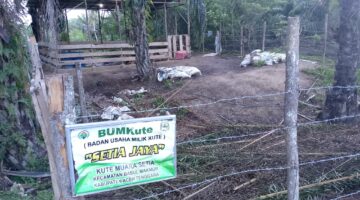 Program Ketahanan Pangan Desa Muara Setia Berjalan Dengan Baik
