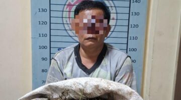 Satresnarkoba Polres Agara Bongkar Peredaran Ganja 4,7 Kg di Ketambe